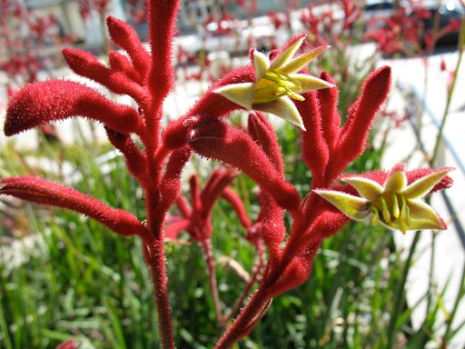 Kangaroo paw