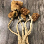 Golden Teacher Mushroom