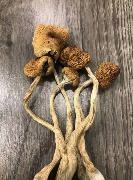 Golden Teacher Mushroom